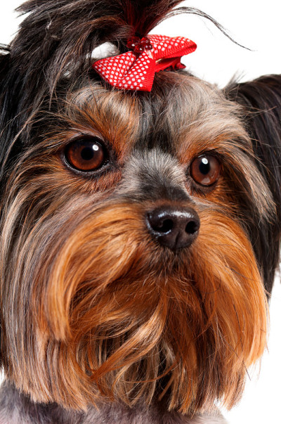约克郡犬