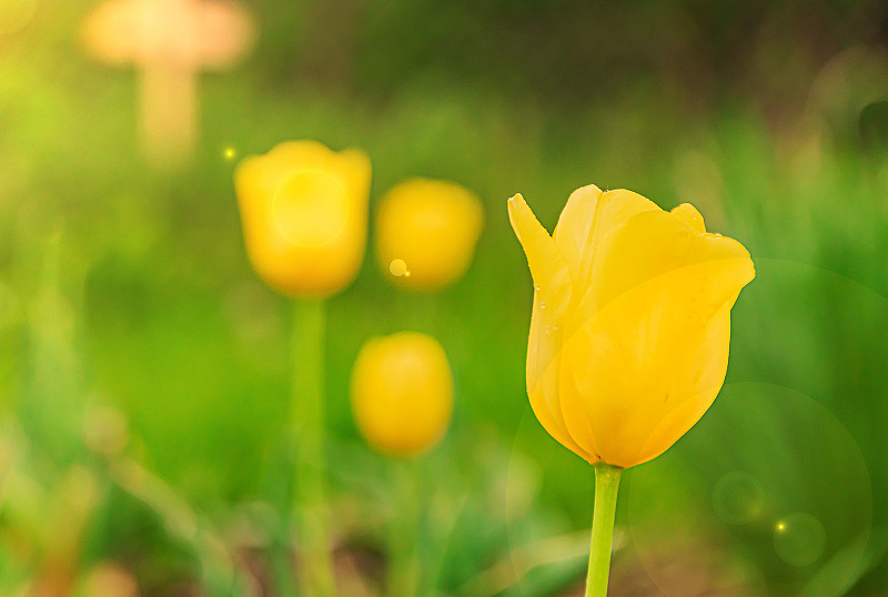 黄色的郁金香花和绿色的散花