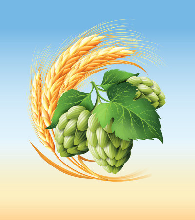 Wreath with hops and wheat. Floral composition wit
