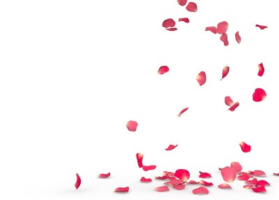 玫瑰花瓣飘落到地板上
