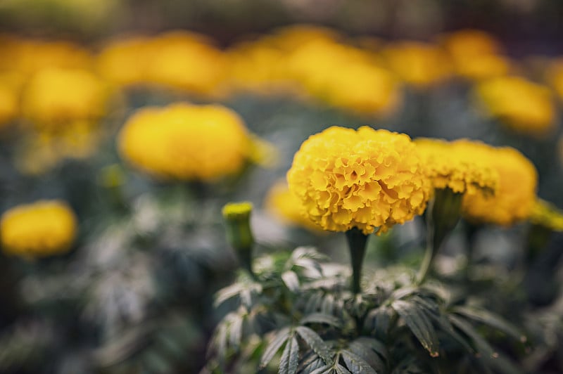 花园里美丽的万寿菊(万寿菊、墨西哥万寿菊、阿兹特克万寿菊或非洲万寿菊)。