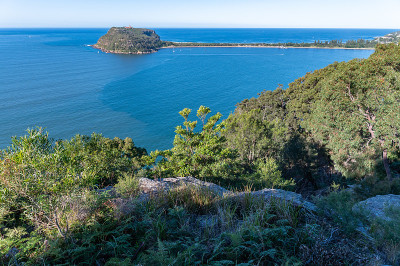 美丽的本地植物和树木生长在山坡上的西头Lookout和Barrenjoey头背景模糊