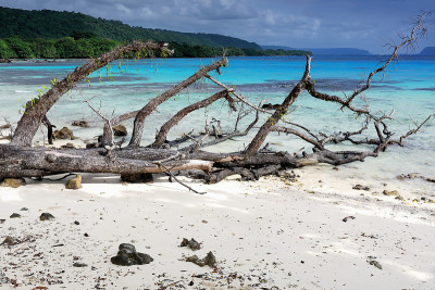 这是隆诺克海滩上的大树枝。Espiritu圣island-Vanuatu。6962