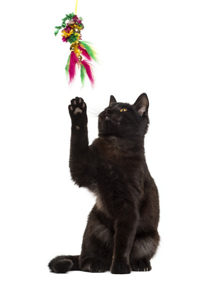 黑猫在白色背景前玩耍