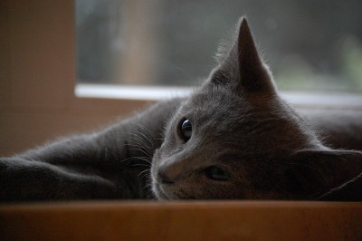 浅蓝色Kitten.8