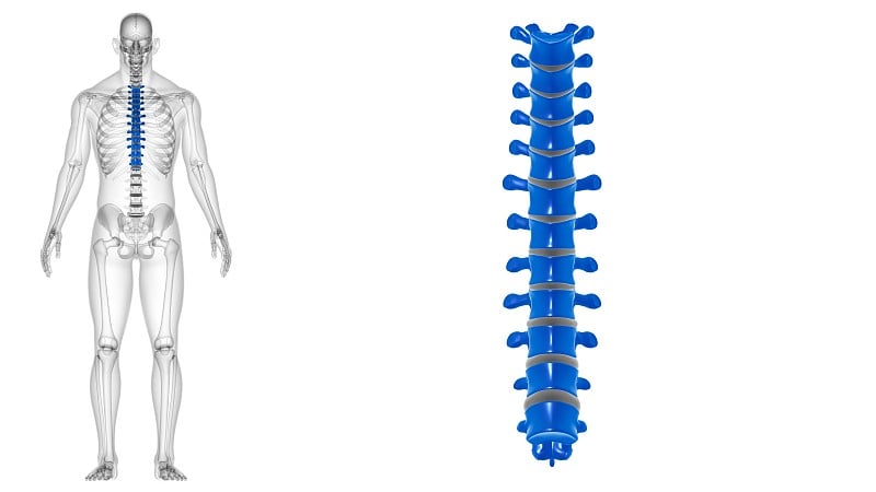 人体骨骼、脊柱、胸椎解剖学