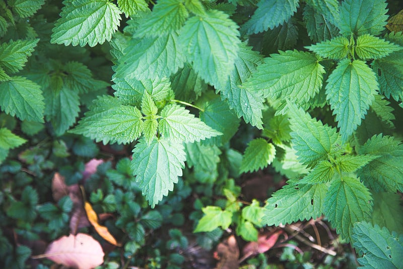 绿色小荨麻。近距离纹理，治疗药用植物