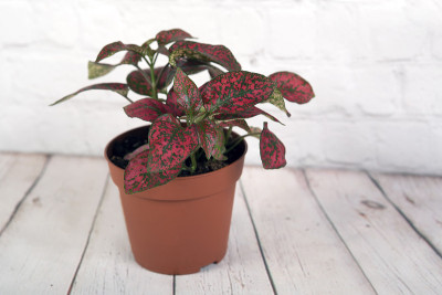 红色hypoestes植物