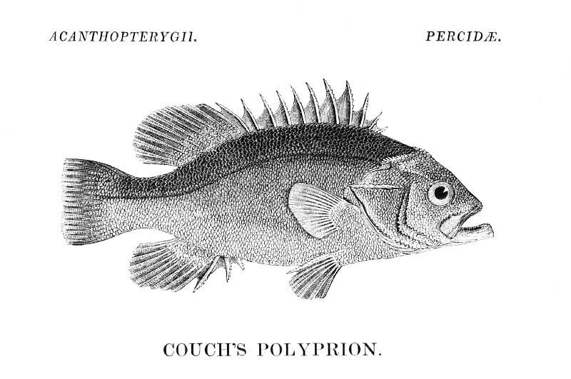 沙发上的Polyprion鱼