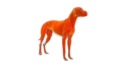 狗肌肉解剖医学概念3D