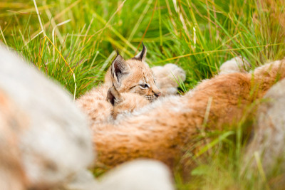 山猫妈妈与可爱的幼崽在森林的草地上休息