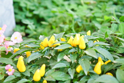 花园里的黄辣椒。