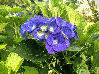 纽约公园