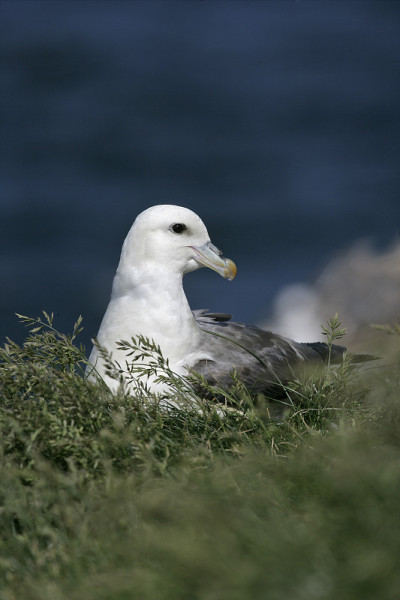 管鼻藿,Fulmarus glacialis