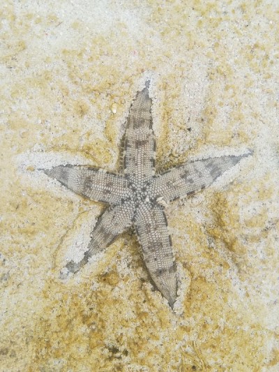 海星、菲律宾、锡
