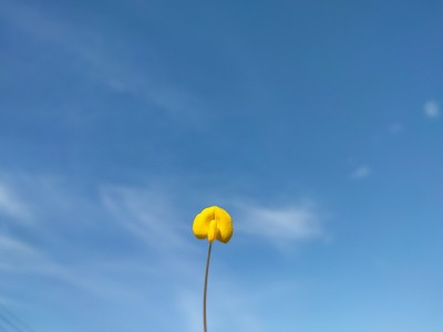Arachis pintoi
