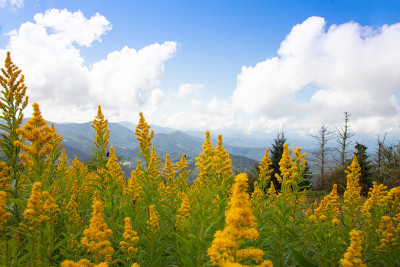 黄花和圆秃上的山