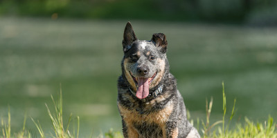 温顺的澳大利亚老牧牛犬在水前摆姿势。