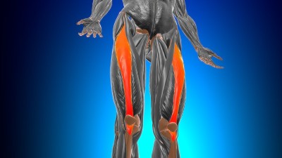 股直肌解剖医学概念3D