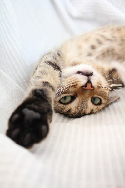 有趣的猫
