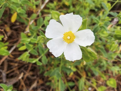 鼠尾草叶的岩蔷薇的花，麝香鼠尾草或美洲虎
