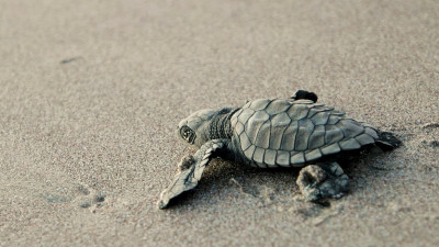 小棱皮龟(Dermochelys coracea)，有时被称为琵琶龟或革质龟或简单的luth