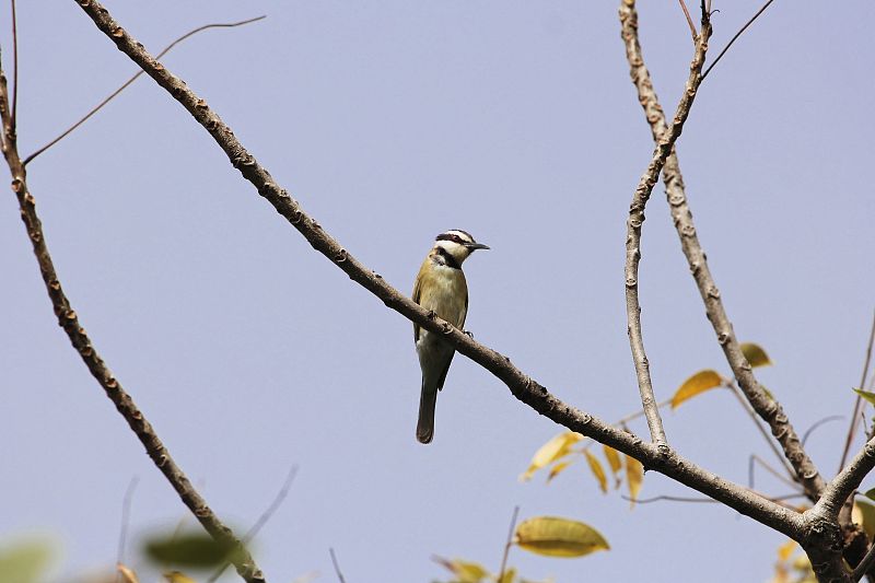 White-throated bee-eater (Merops albicollis) on a 