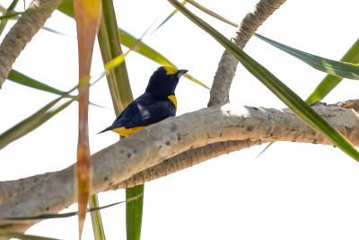 紫色的过渡Euphonia