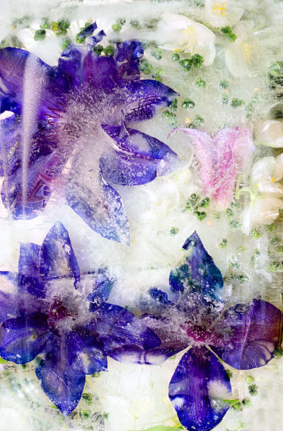 冰封的蓝铁线莲花背景