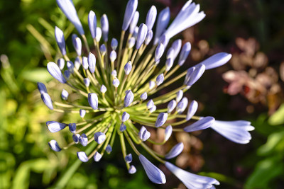 Agapanthus，一种南非蓝百合花