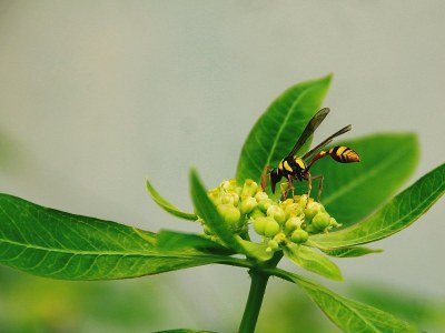 亚洲野生黄蜂的肖像