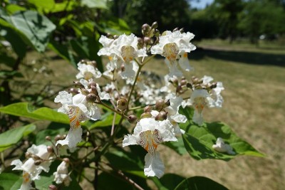 喇叭状的白色梓树花