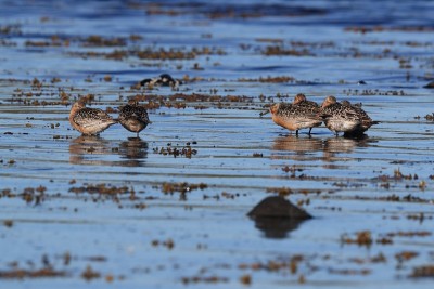 红结(Calidris canutus)冰岛