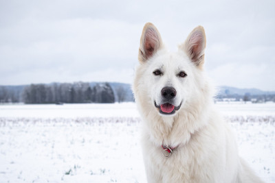 雪中的白色瑞士牧羊犬