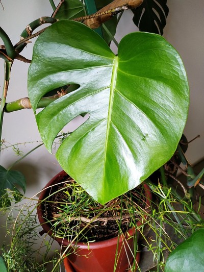 热带植物的大绿叶