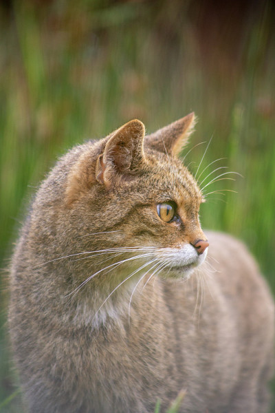 苏格兰野猫