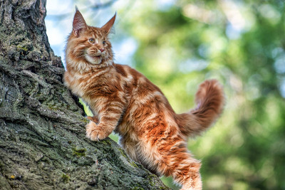 一只大缅因猫坐在树上。