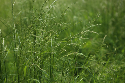 绿色弯曲的草，野花，野生草地植物在夏天。