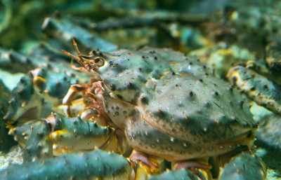 水下的红帝王蟹。Paralithodes camtschaticus。