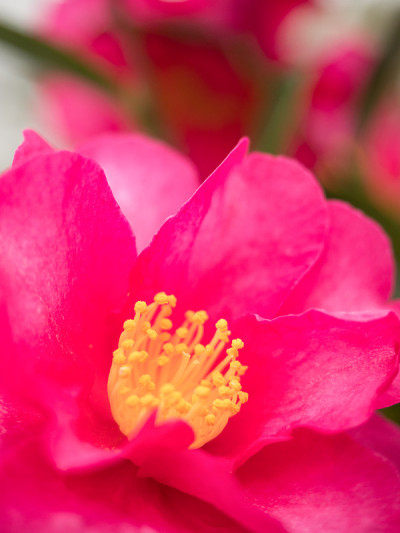 油茶花