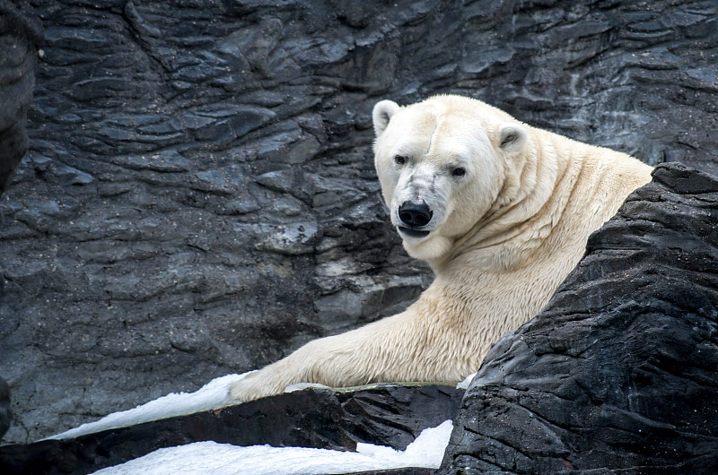 北极熊(Ursus maritimus)是一种多肉食性的熊，其本土活动范围主要在北极圈内，包括北冰洋