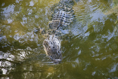 短吻鳄游泳