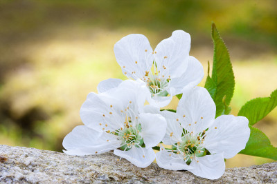 花束