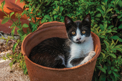 小猫躺在一个农场的花瓶里