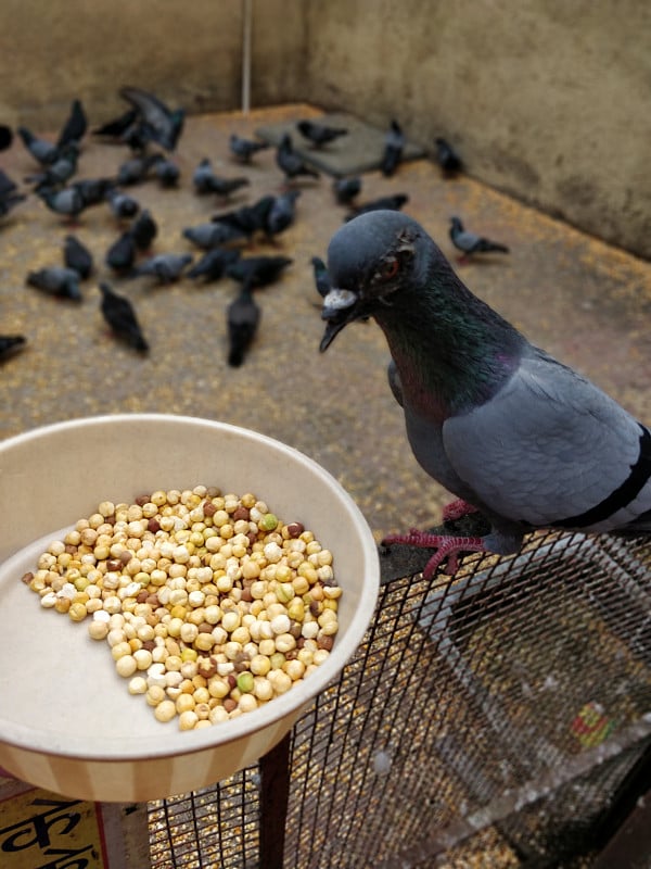 鸽子喂食