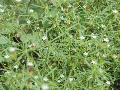 乡村的白色小花。