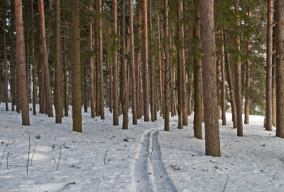 松林中的滑雪道
