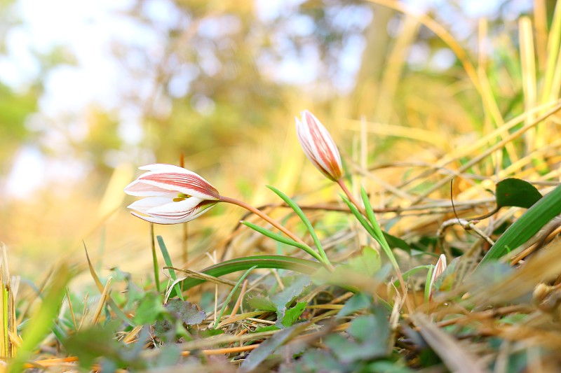 活着，春天，花。