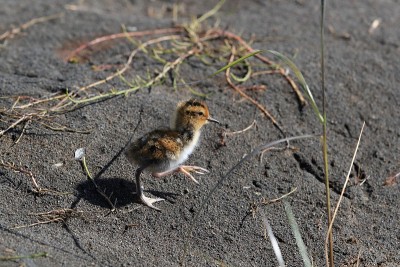 红颈phalarope (Phalaropus lobatus)雏冰岛