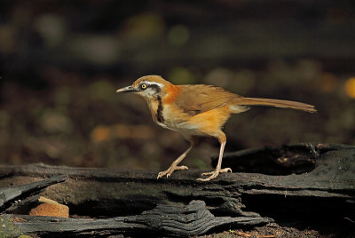 小民族Laughingthrush